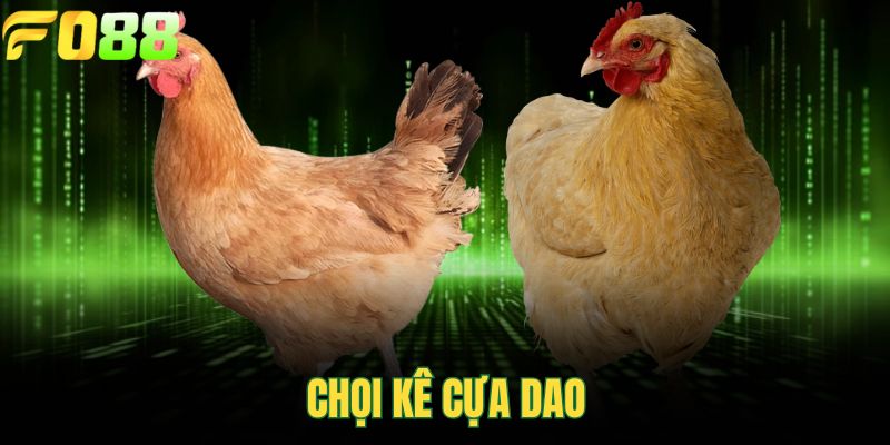 Chọi kê cựa dao